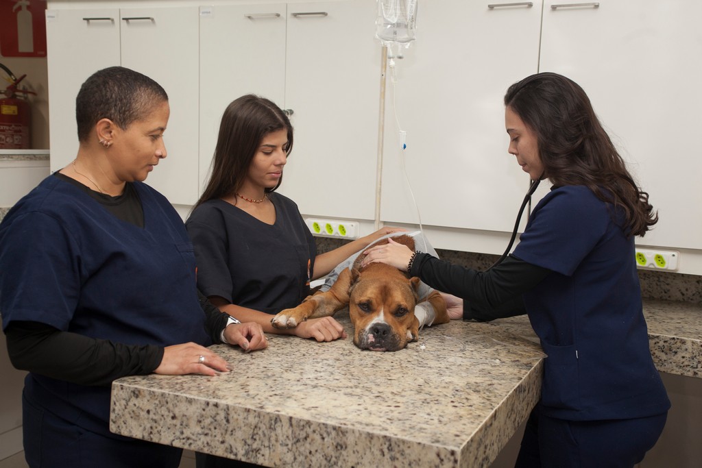 Imagem ilustrativa de Clínica veterinária de emergência