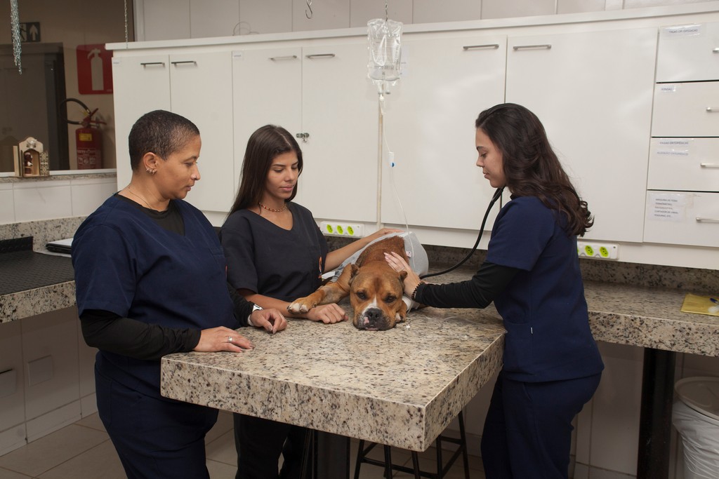 Imagem ilustrativa de Consulta veterinária em Belo horizonte