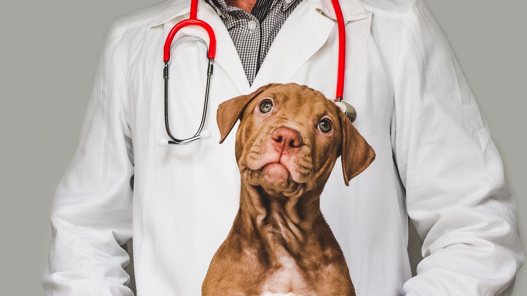 Imagem ilustrativa de Farmacia veterinária 24h