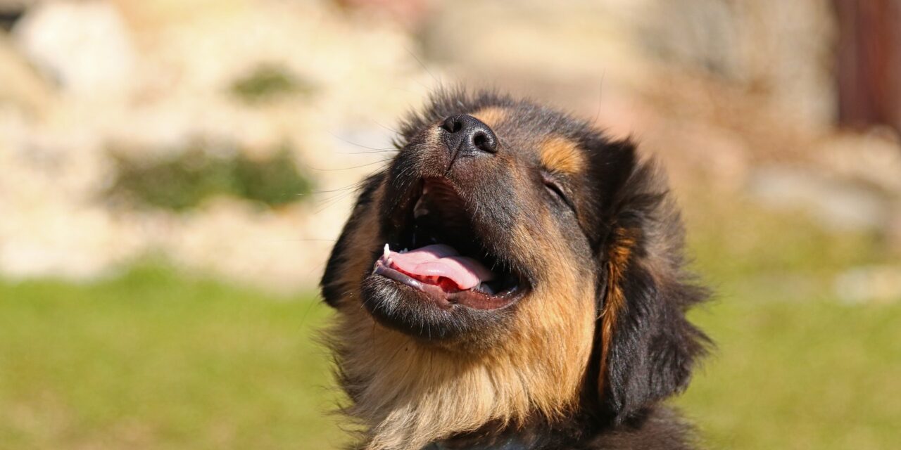 https://veterinariaanchieta.com.br/wp-content/uploads/2023/03/cachorro-sorrindo-1280x640.jpg